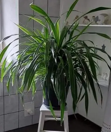 迪策公寓 * 马赫恩