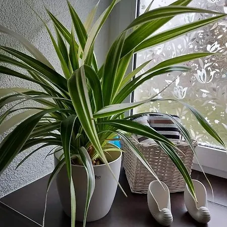 Apartment Dietze *