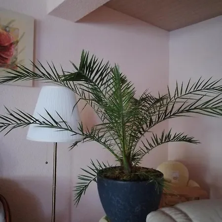 迪策公寓 马赫恩