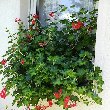 Dietze Apartment